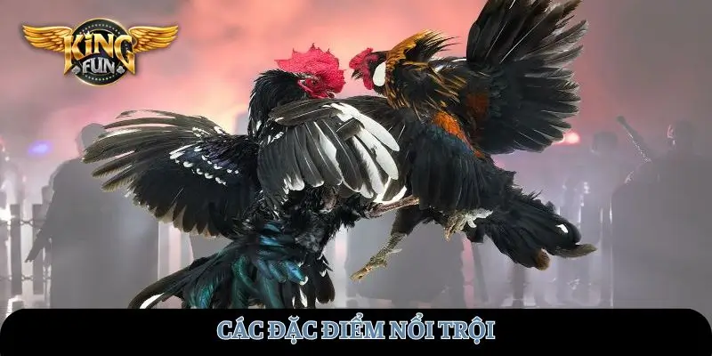 Các đặc điểm nổi trội