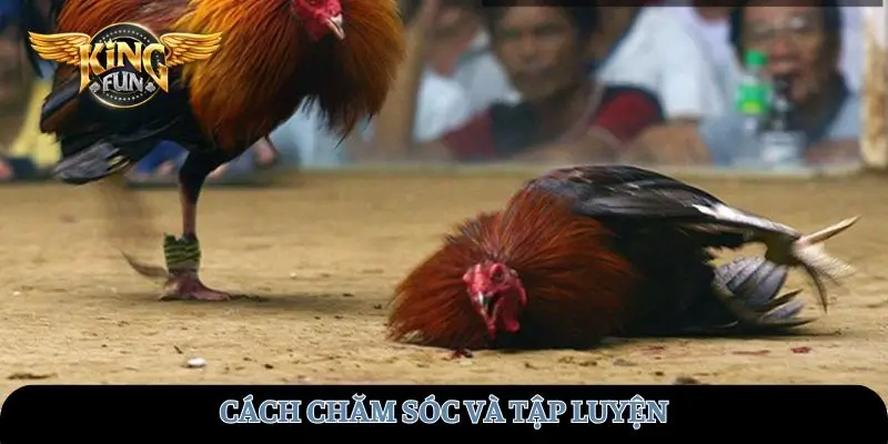 Cách chăm sóc và tập luyện