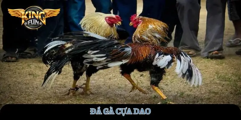 da-ga-cua-dao