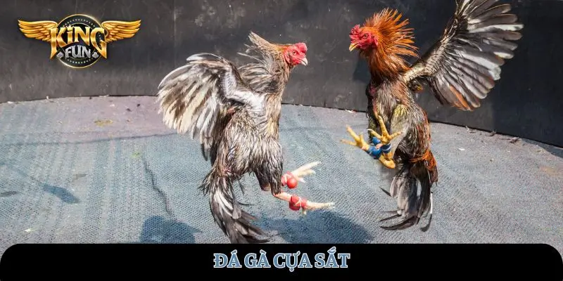 da-ga-cua-sat