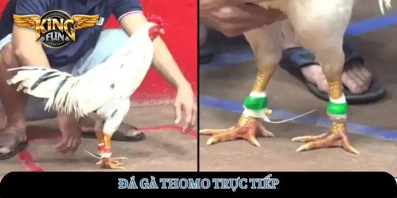 da-ga-thomo-truc-tiep