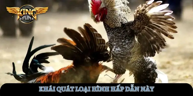 Khái quát loại hình hấp dẫn này