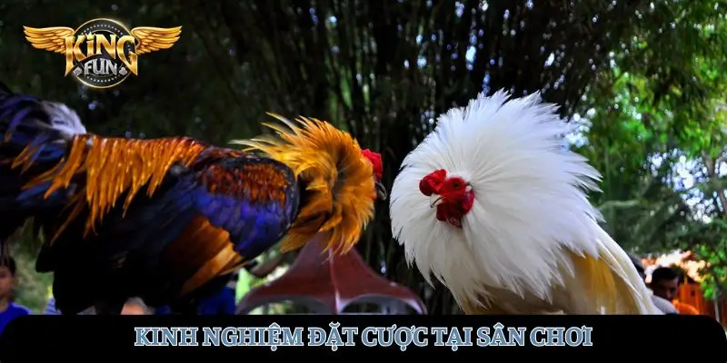 Kinh nghiệm đặt tại sân chơi