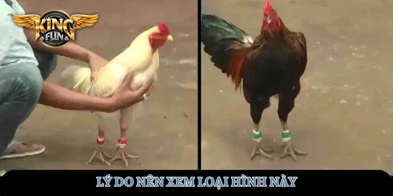Lý do nên xem loại hình này